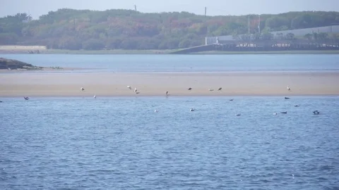 Seagulls in beach Stock Footage 80662966