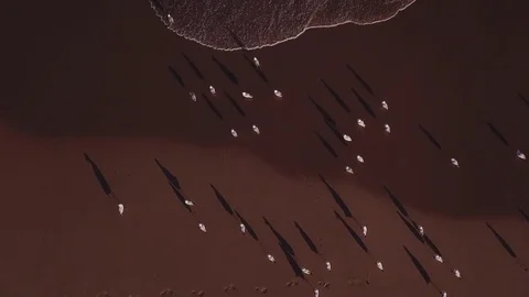 Seagulls on the beach. Stockbeeldmateriaal 82227594