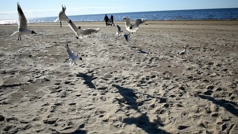 Seagulls on beach 動画素材 90223140