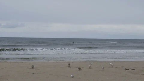 The seagulls on beach Stock Footage 94986837
