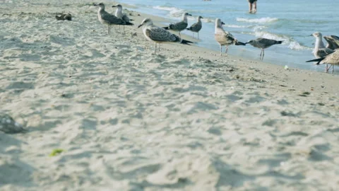 Seagulls on beach Video stock 96220132