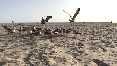 Seagulls on the beach Stock Footage 97968309