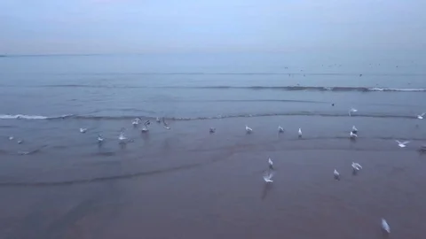 Seagulls on the beach Stock Footage 100816414
