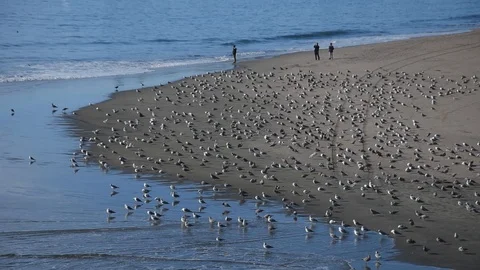 Seagulls on the beach Stock Footage 100844978