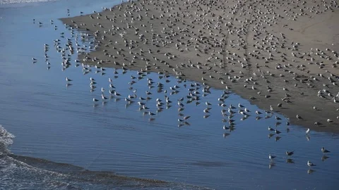 Seagulls on the beach Stock Footage 100845343
