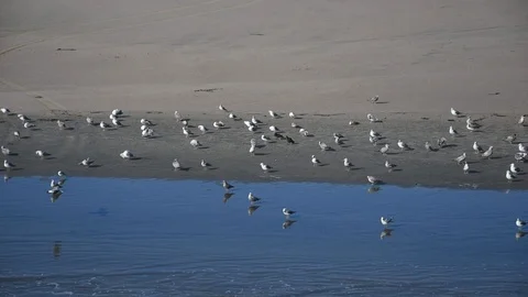 Seagulls on the beach Stock Footage 100845684