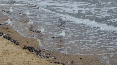 Seagulls on the beach Stock Footage 101978904