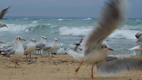 Seagulls on the beach Stock Footage 101978922