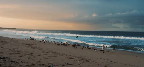 Seagulls on Beach Stock Footage 123254711