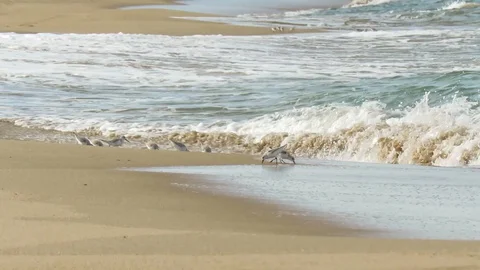 Seagulls on Beach Stock Footage