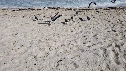 Seagulls on the beach Video stock 129646877