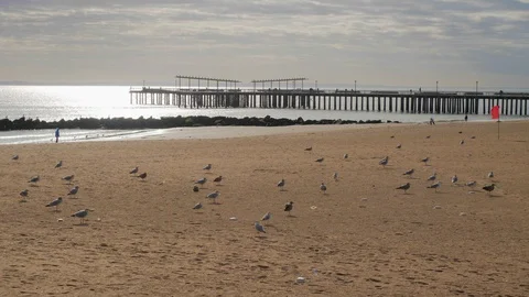 Seagulls on the beach Stock Footage 129678186