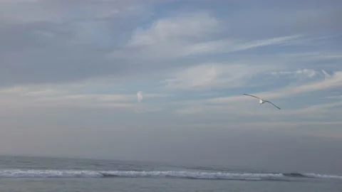 Seagulls at the beach Stock Footage