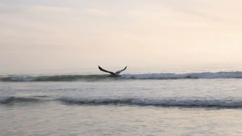 Seagulls at the beach Stock Footage 143807199