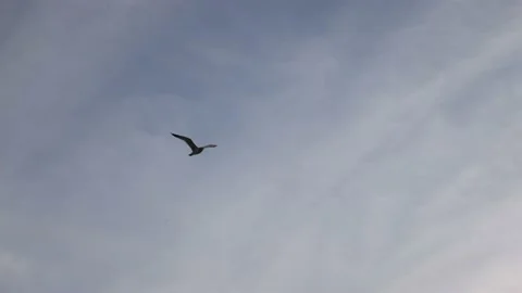Seagulls at the beach Stock Footage 143807312