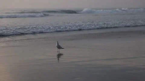 Seagulls at the beach Stock Footage 143807467