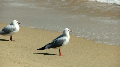 Seagulls on the beach. Vidéo 145970053