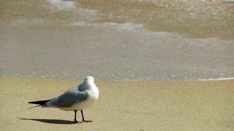 Seagulls on the beach. Stock Footage 145970054