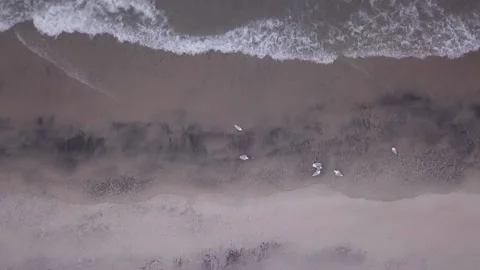 Seagulls on beach Stock Footage 152856609