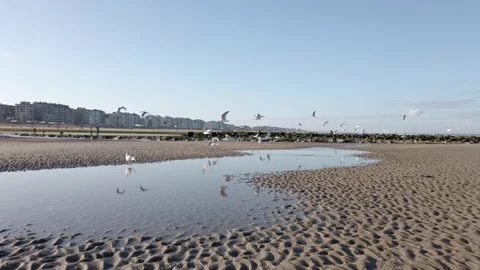 Seagulls on the beach Stock Footage 162560762