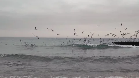 Seagulls on the beach Stock Footage 168026023