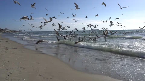 Seagulls  on the beach Stock Footage 178489023
