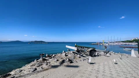 Seagulls on the beach Stock Footage 247683918