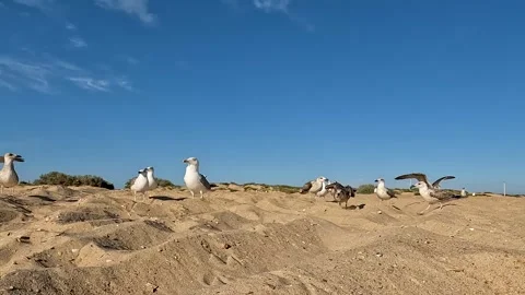 Seagulls on the beach Vídeos de archivo 282668604