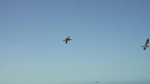 SEAGULLS IN BEACH Vidéo 300053880