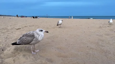 Seagulls on a beach Stock Footage 313368467