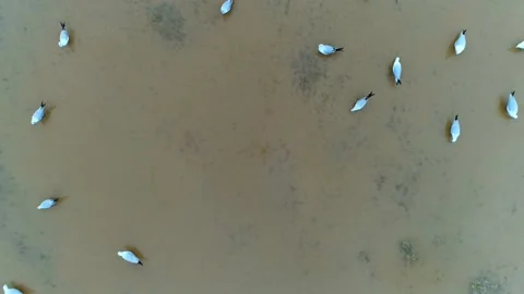 Seagulls on the beach ground Stock Footage 137570236