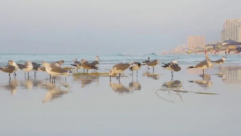 Seagulls on the Beach in the Morning Video stock 84985352
