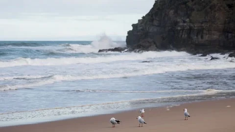 Seagulls on Beach with Ocean Waves – Drone 4K, Australia Stock Footage 317680246