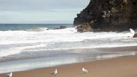Seagulls on Beach with Ocean Waves – Drone 4K, Australia Stock Footage 317680879