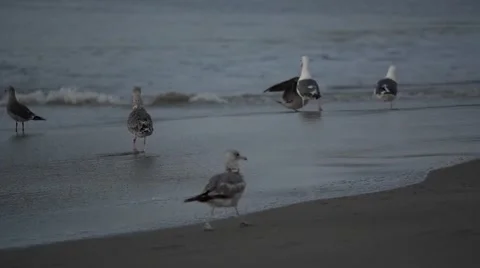 Seagulls at the beach (Oregon coast) Stock Footage 64228216