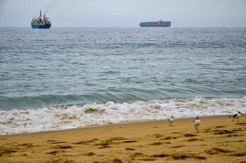 Seagulls at the beach of the Pasific ocean Foto stock