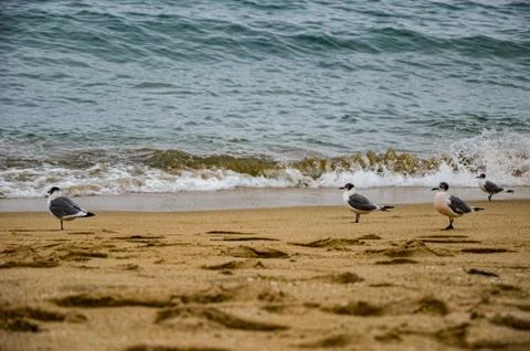 Seagulls at the beach of the Pasific ocean Stock Photos