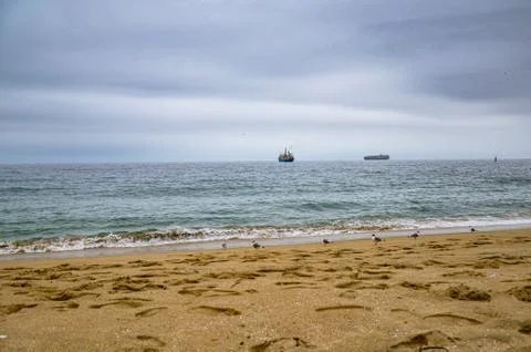 Seagulls at the beach of the Pasific ocean Stock Photos