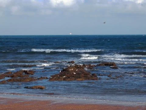Seagulls at the Beach 库存照片