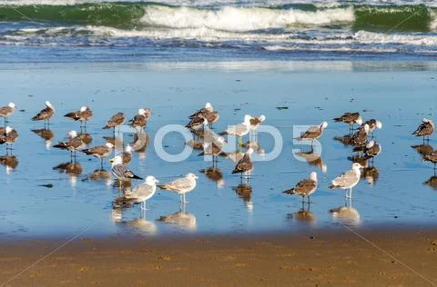 Seagulls on a Beach Stock Photos