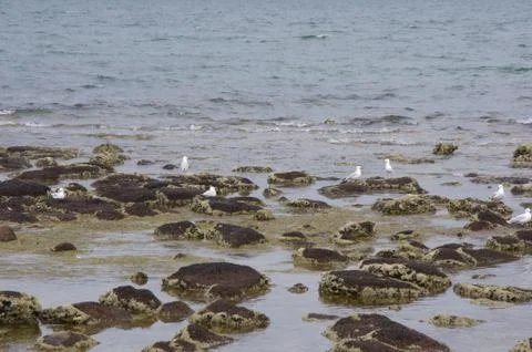 Seagulls at beach Stock Photos