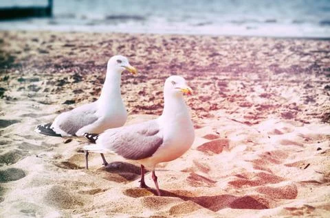 Seagulls on the beach Stock Photos