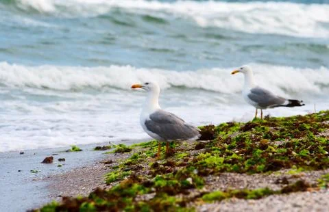 Seagulls on the beach Stock Photos