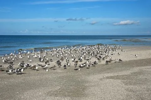 SeaGulls on Beach Stock Photos