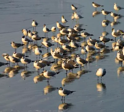 Seagulls on the Beach Stock Photos