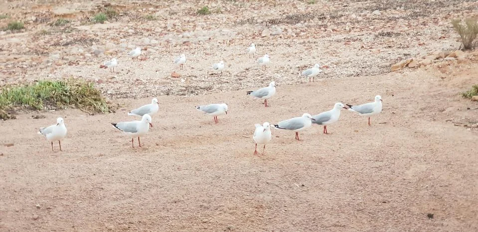 Seagulls on beach Stock Photos