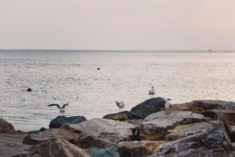 Seagulls on the beach	 Stock Photos
