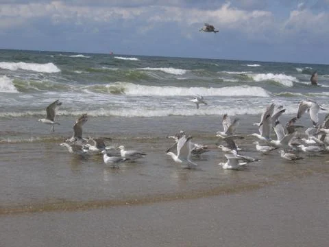 Seagulls at the beach Stock Photos
