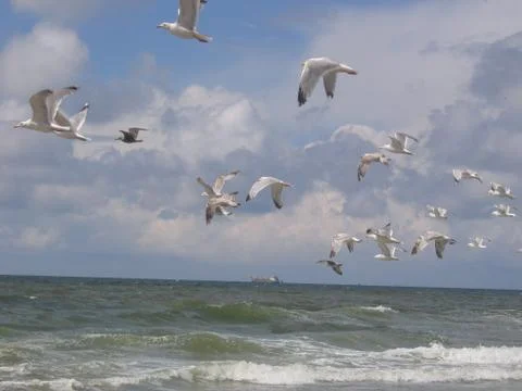 Seagulls at the beach Stock-Fotos
