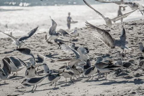 Seagulls on the beach. Foto stock